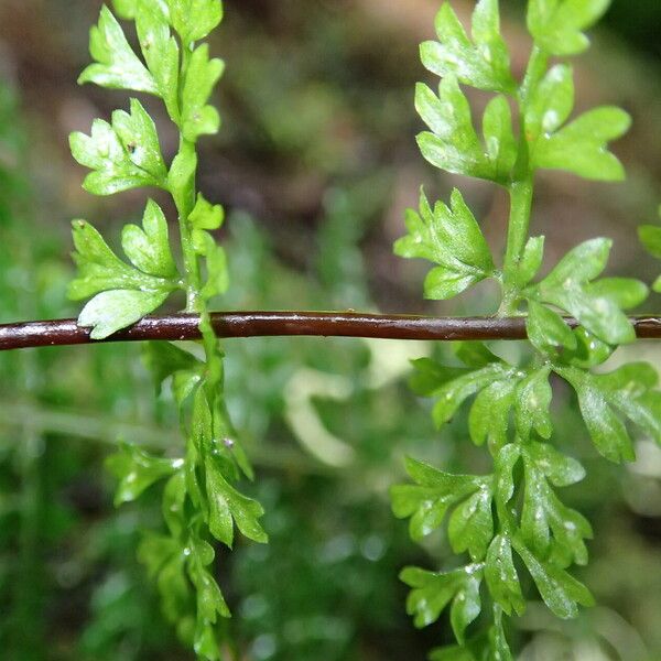 Asplenium abyssinicum Leaf