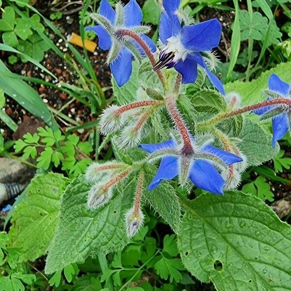 Borago officinalis Fleur