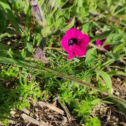 Petunia integrifolia 花