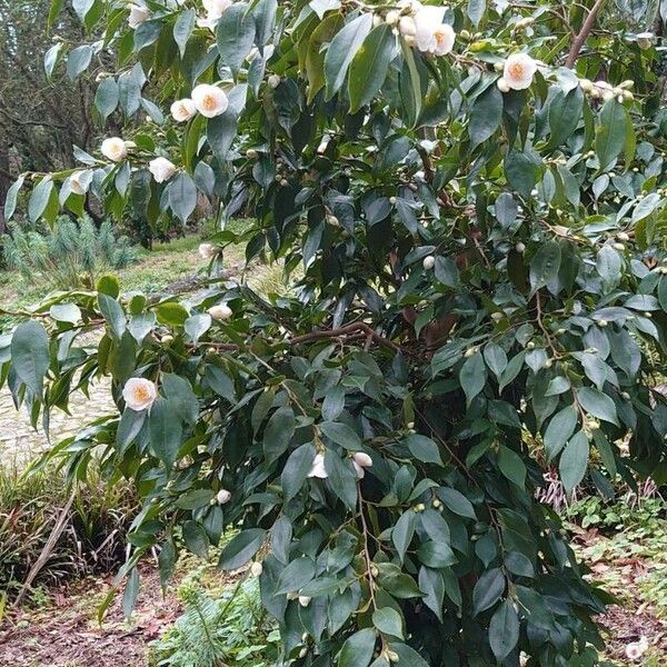 Camellia japonica عادت داشتن