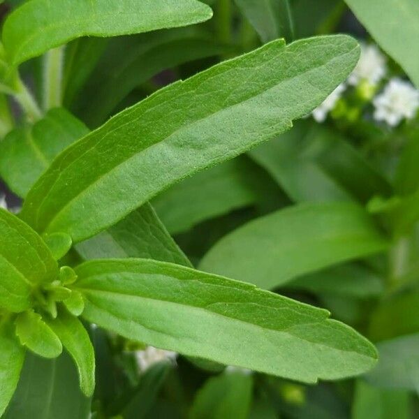 Stevia rebaudiana ഇല