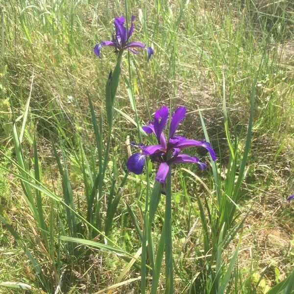 Iris reichenbachiana പുഷ്പം