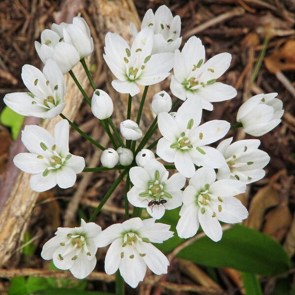 Allium neapolitanum Flower