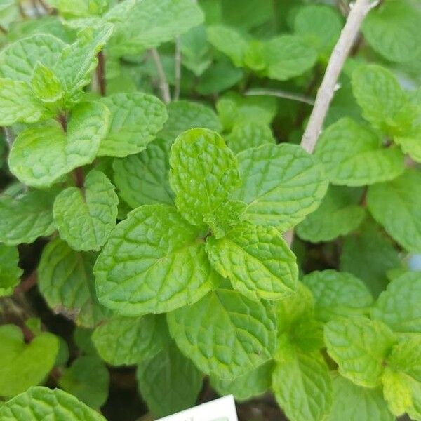 Mentha longifolia Folio