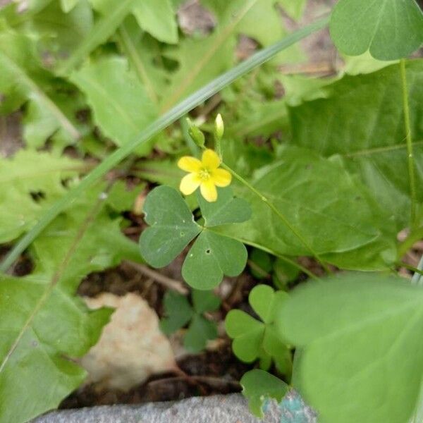 Oxalis stricta Flower