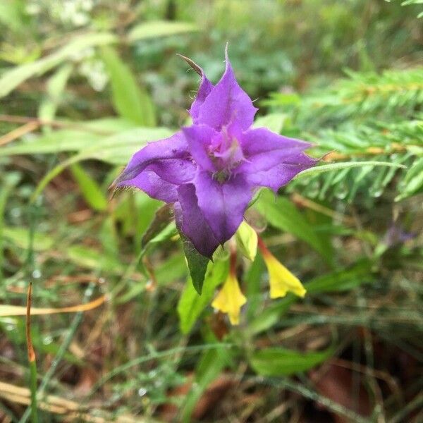 Melampyrum nemorosum Цвят