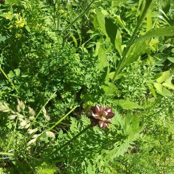 Allium canadense Blüte