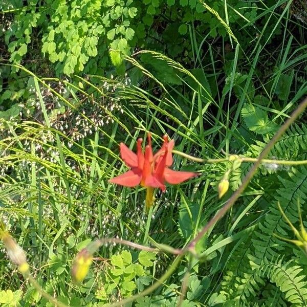 Aquilegia formosa Blomst