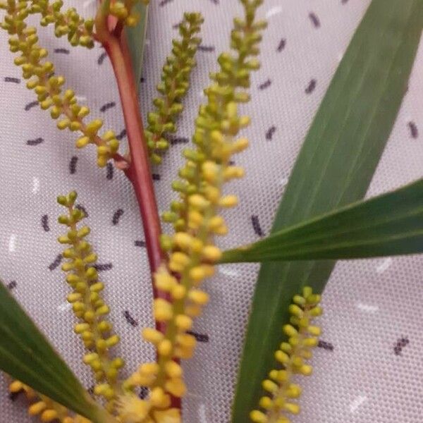 Acacia auriculiformis Blüte