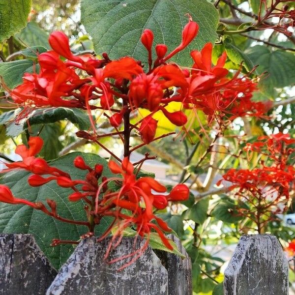 Clerodendrum japonicum Flower