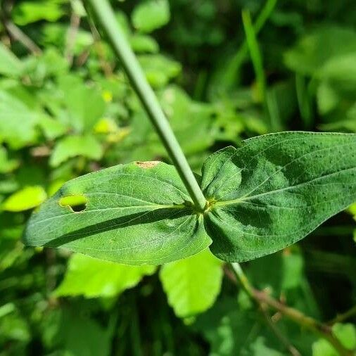 Hypericum montanum Leaf
