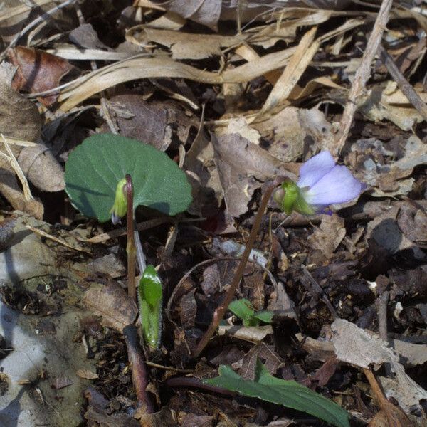 Viola septemloba (Southern coast violet)