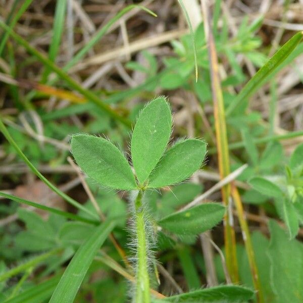 Argyrolobium biebersteinii Ліст