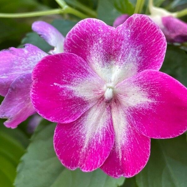 Impatiens walleriana Kvet