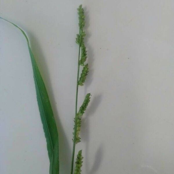 Echinochloa colonum Flower