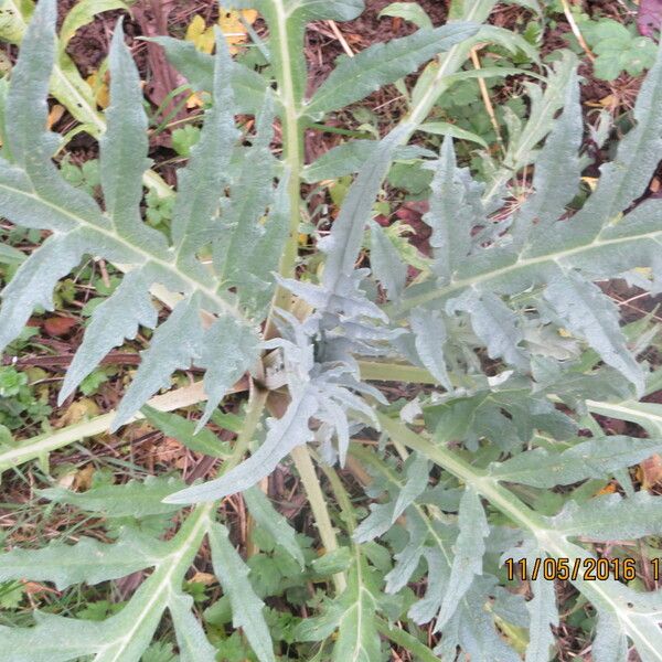 Cynara scolymus Other