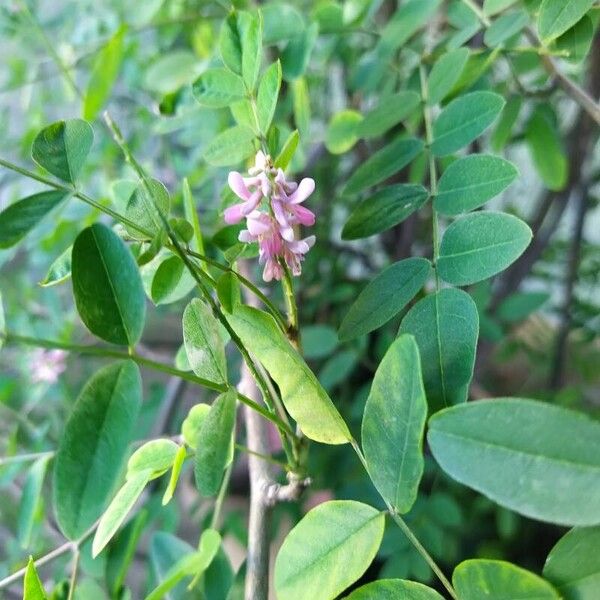 Indigofera tinctoria फूल