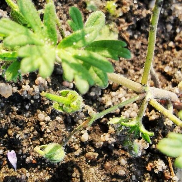 Geranium pusillum 果實