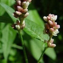 Persicaria maculosa Flower