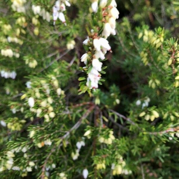 Erica arborea Fiore