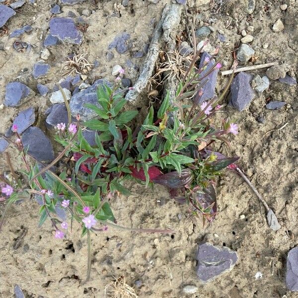 Epilobium ciliatum 形態