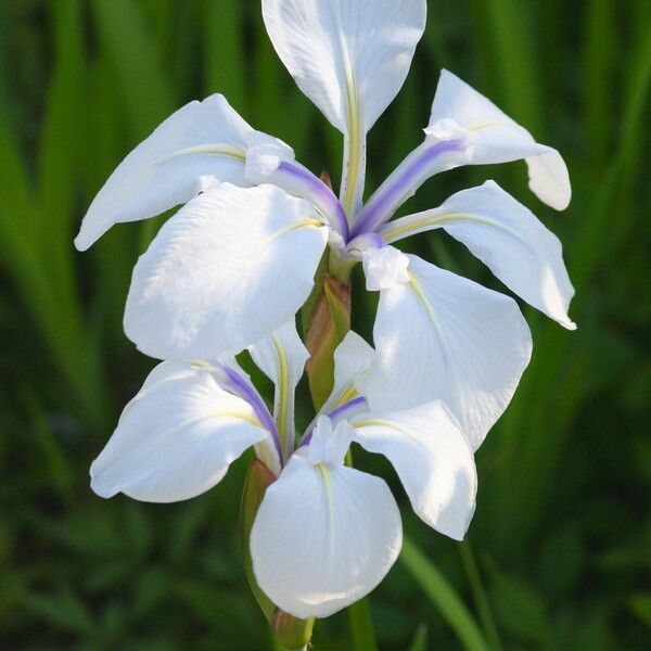 Iris laevigata Цветок