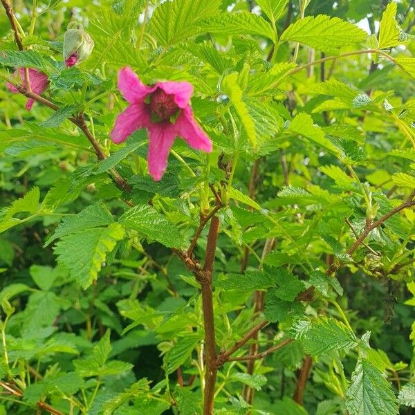Rubus spectabilis Квітка