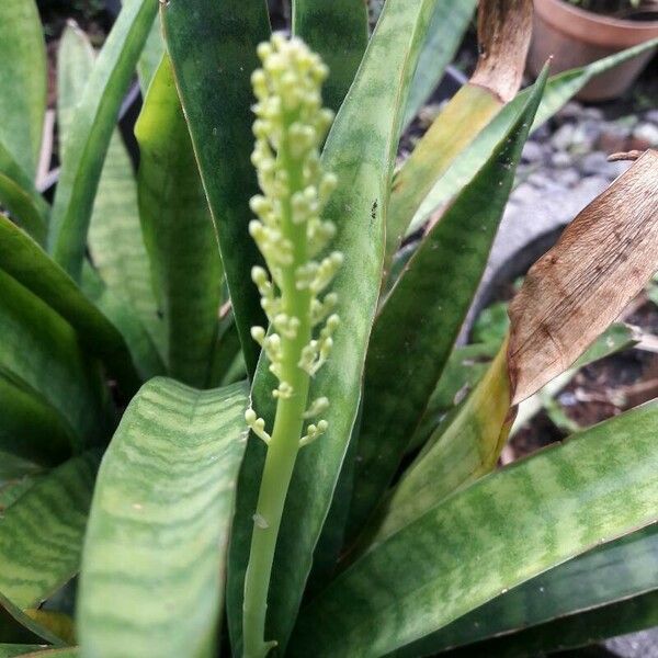 Sansevieria hyacinthoides Flor