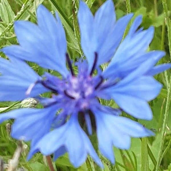 Centaurea cyanus Kwiat