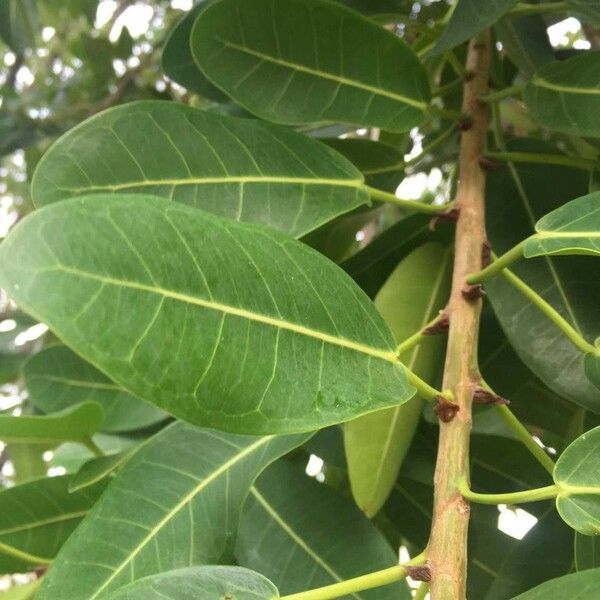 Ficus thonningii Фрукт