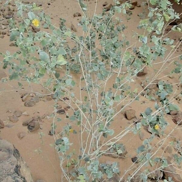 Abutilon grandifolium Yaprak
