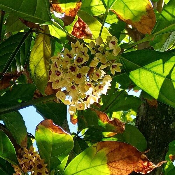 Cola nitida Flower