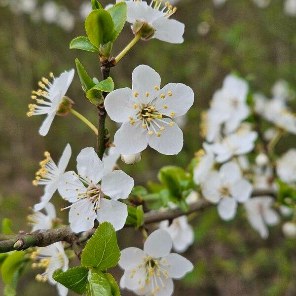 Prunus fruticosa फूल