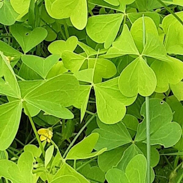 Oxalis stricta 葉