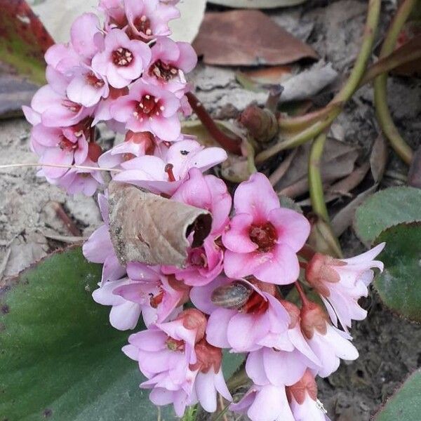 Bergenia crassifolia Blüte