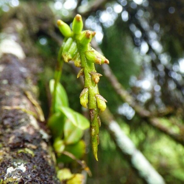 Bulbophyllum elliotii Fruto