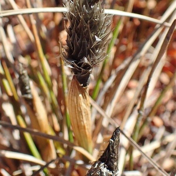 Eriophorum vaginatum Fruit