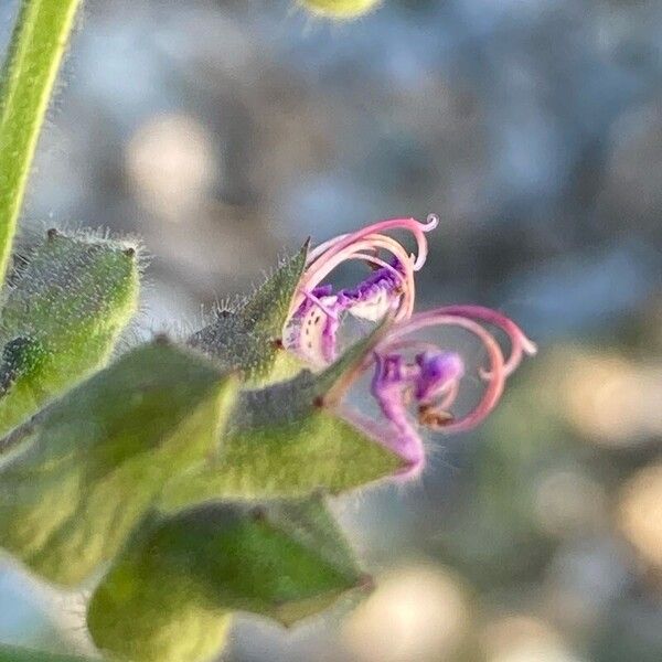 Teucrium botrys Flower