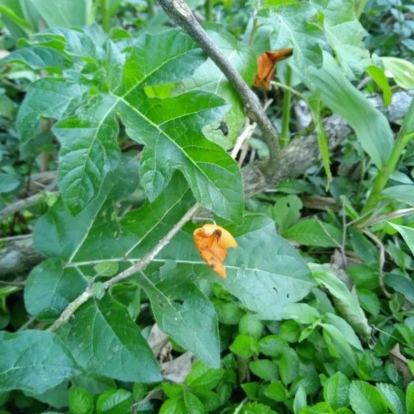 Solanum capsicoides 葉