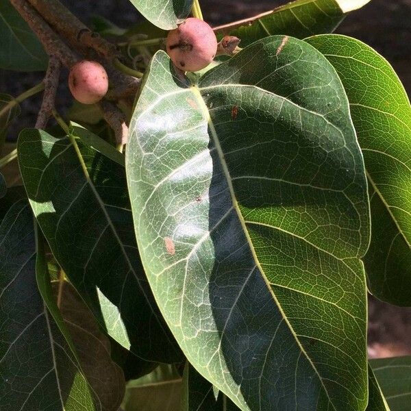 Ficus ingens Leaf