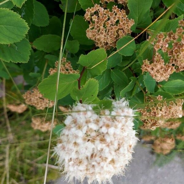 Spiraea betulifolia Flors