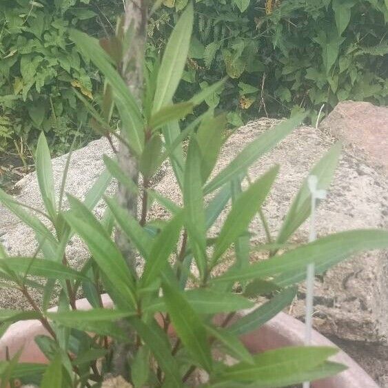 Nerium oleander Leaf