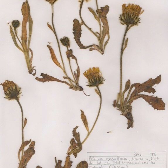 Hieracium alpinum Habitus