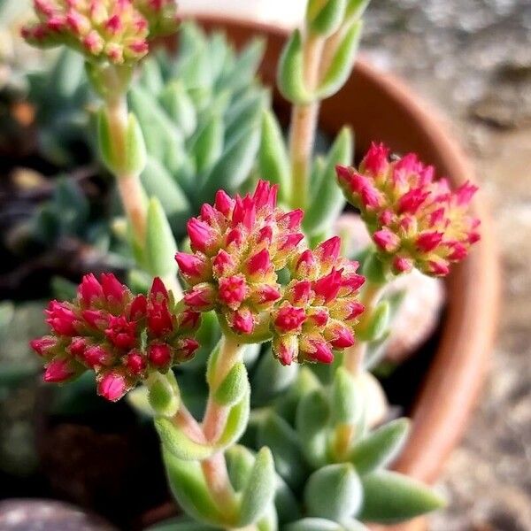 Crassula mesembryanthoides Blüte