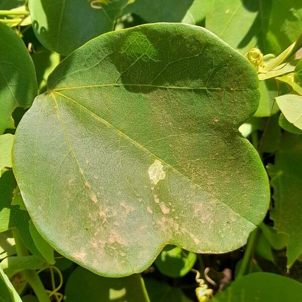 Passiflora elegans Leaf
