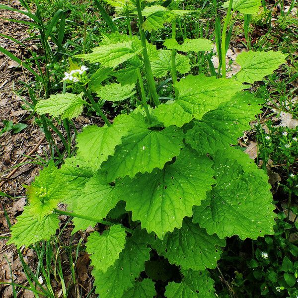 Alliaria petiolata Pokrój