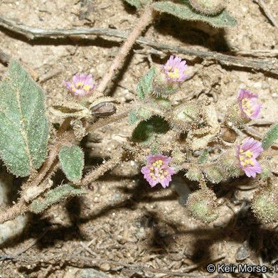 Allionia incarnata Plante entière