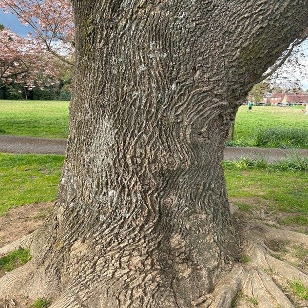 Liriodendron tulipifera বাকল