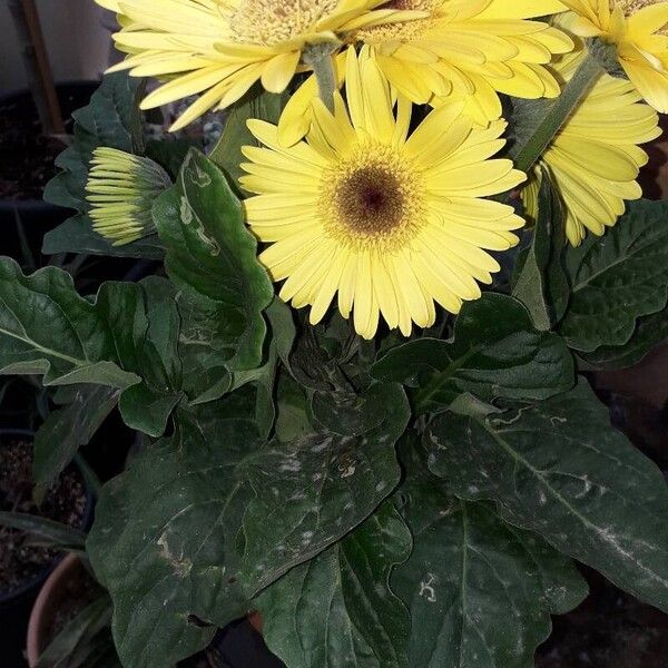 Gerbera jamesonii Flor