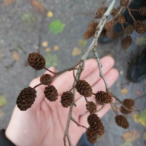 Alnus incana Fruit